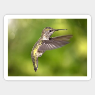 Anna's Hummingbird in Flight Sticker